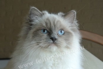 RAGDOLL_blue_mitted_1 (RACE).JPG